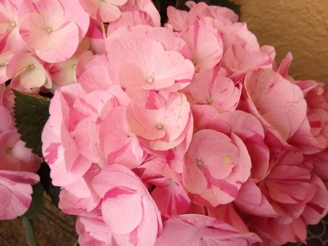 珍しい品種　絞り模様　スプラッシュアジサイ　紫陽花　5号鉢