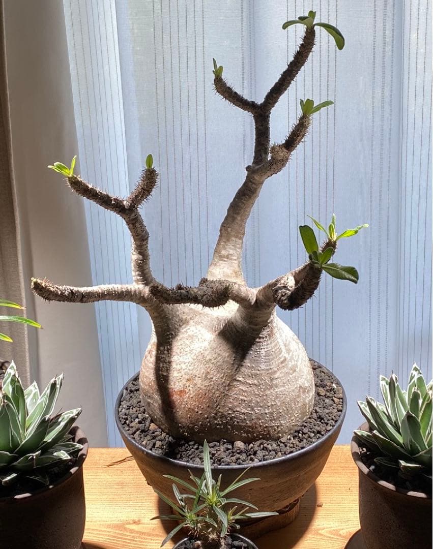 パキポディウムグラキリス　大小セット