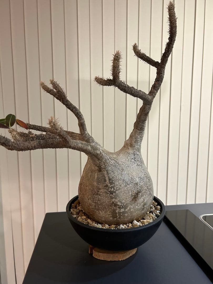 パキポディウムグラキリス　大小セット