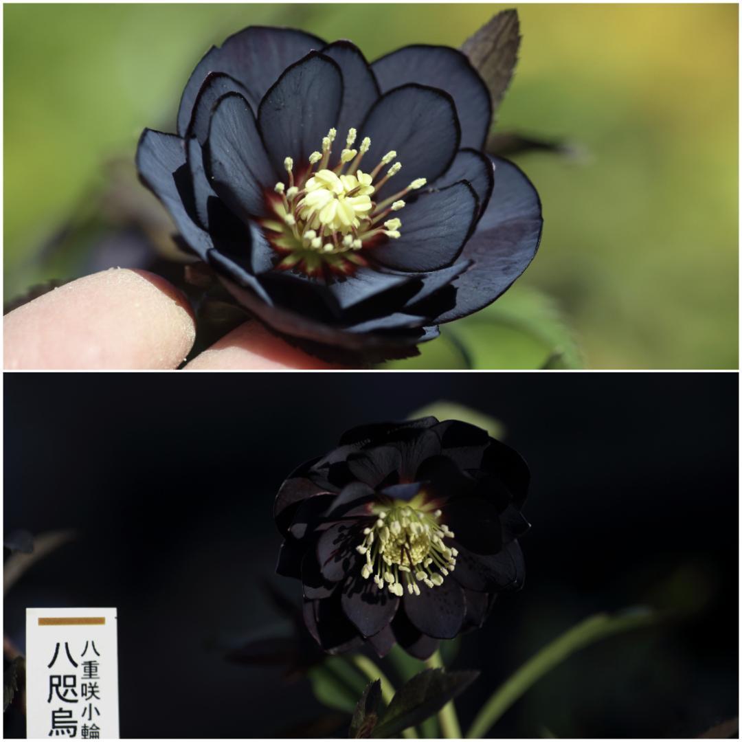 クリスマスローズ 開花株 DD八咫烏hyb