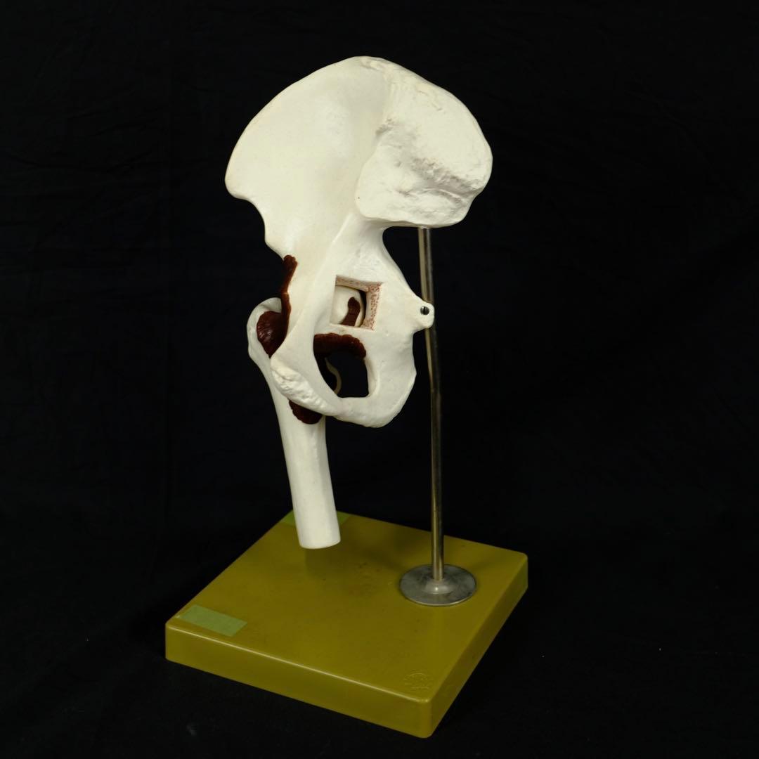 ドイツ製　アンティーク　脊椎模型　人体模型　医学　オブジェ　アート　古道具