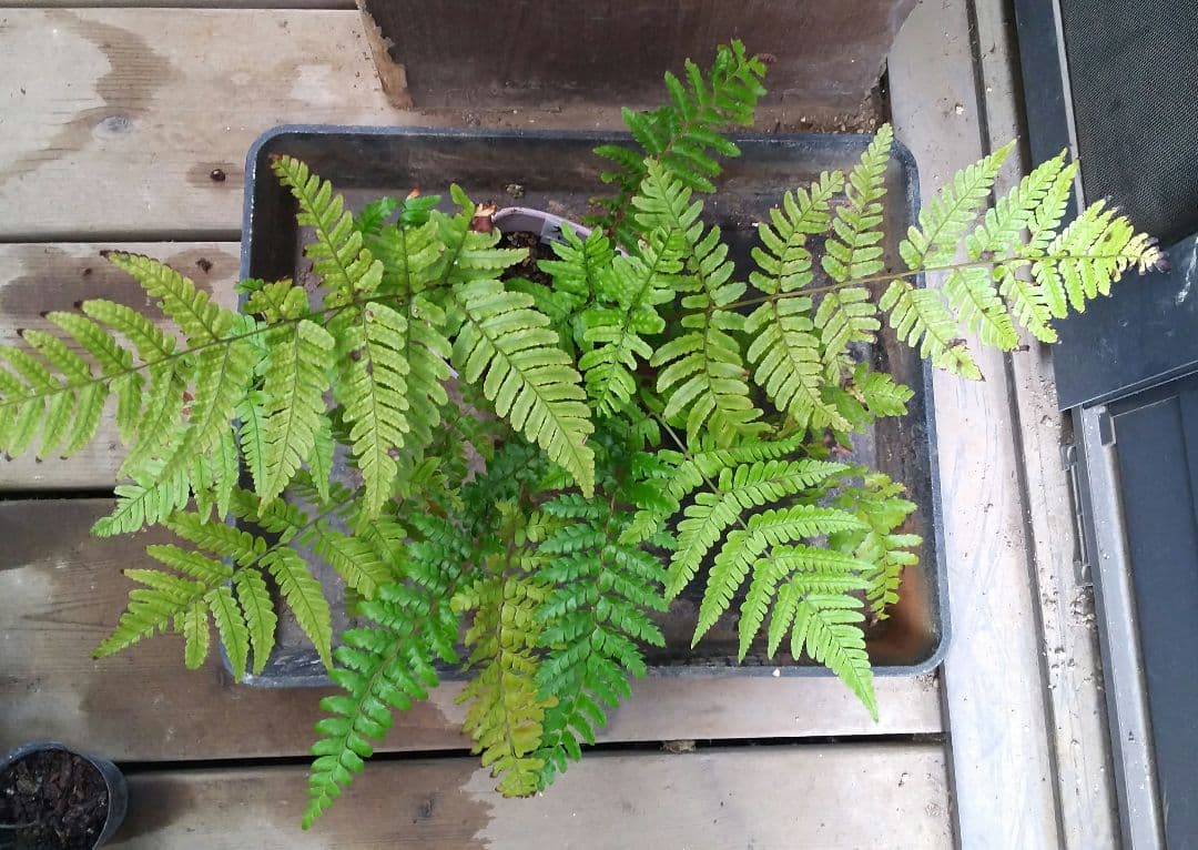 ワケアリ 大① 品種不明シダ