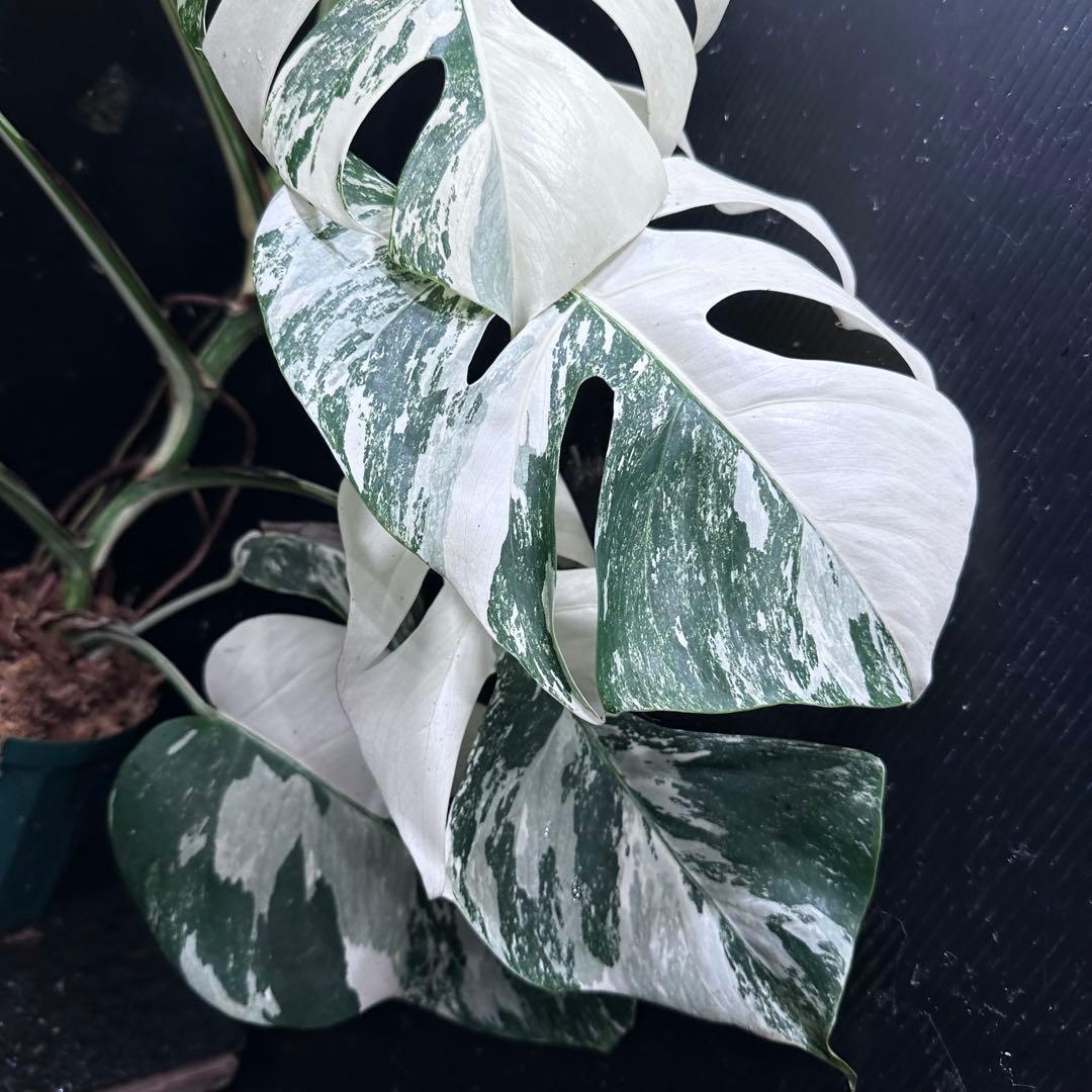 c*f様 斑入りモンステラ ホワイトタイガー極美大株73cm白斑多