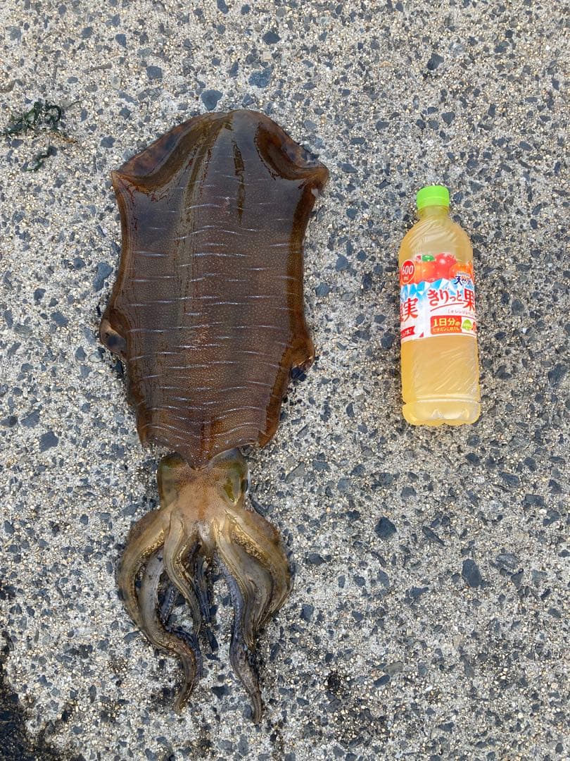 YAMAGA Blanks 86M/Z NANO エギングロッド