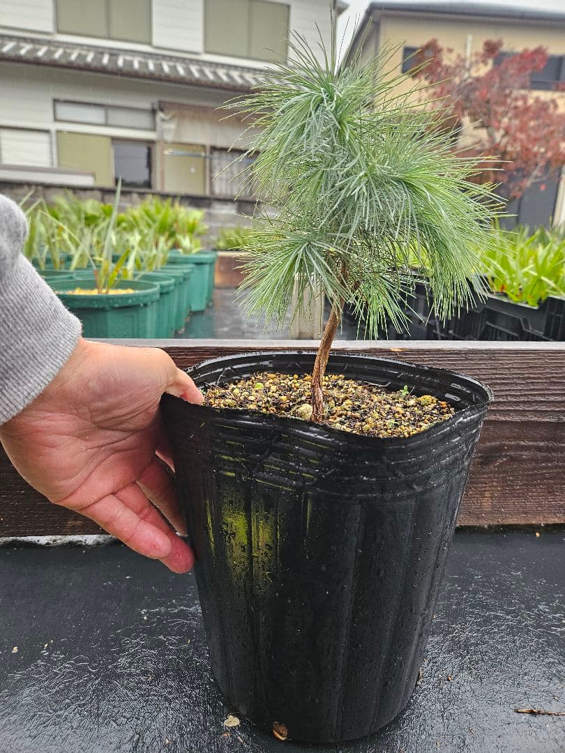 マルチネス　ピニョンマツ