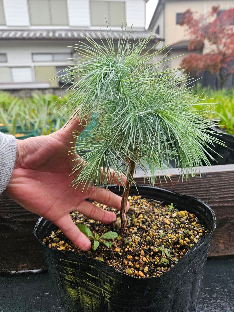 マルチネス　ピニョンマツ