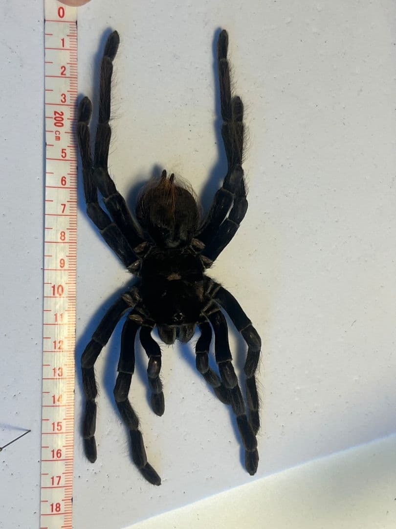 【特大標本】ボリビアンスティーリーブルータランチュラ LS17cm程ムカデ