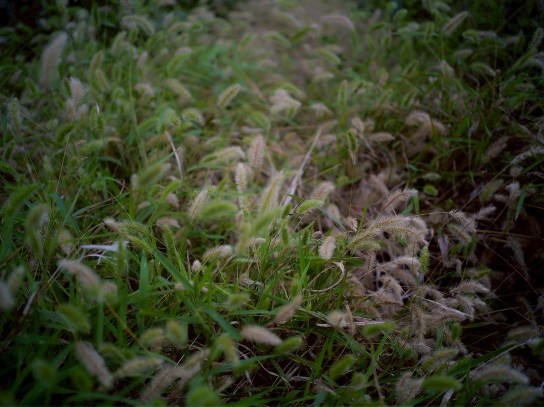 【美品】SIGMA fp ボディ