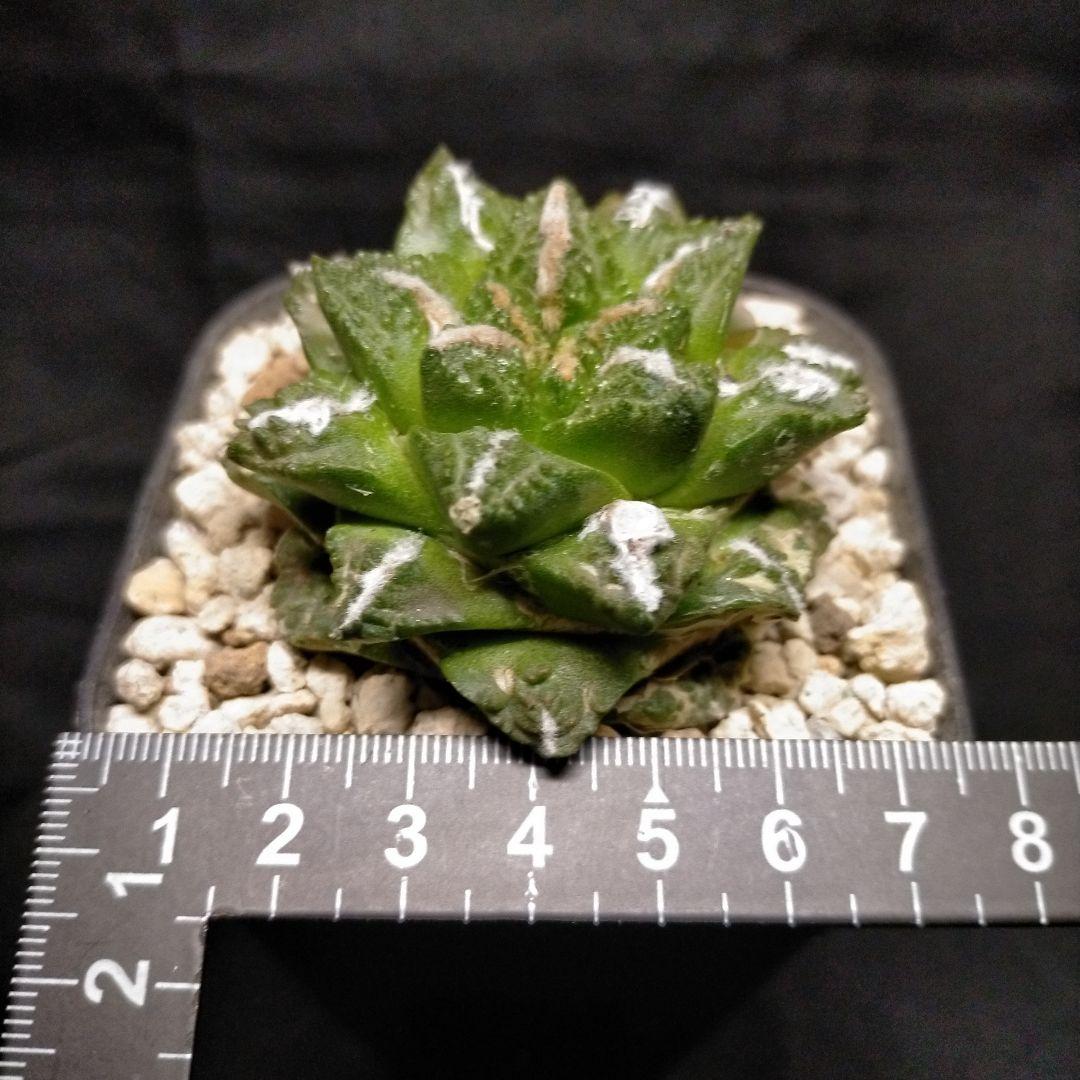 アリオカルプス 連山 短疣亀甲牡丹 2株セット 竜角牡丹 玉牡丹 花牡丹 黒牡丹