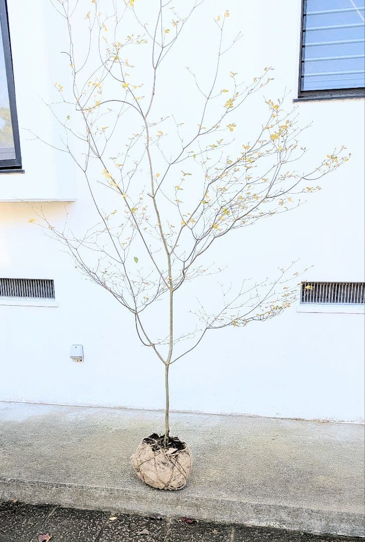 新春特価！。特大の山採りドウダンツツジ。