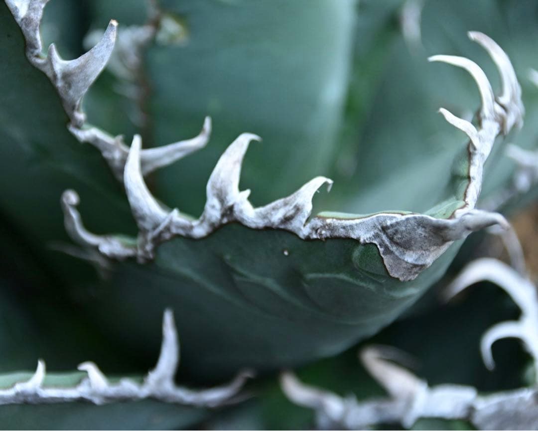 アガベ　チタノタ　ゴジラ　OSP株　成株　親株出品