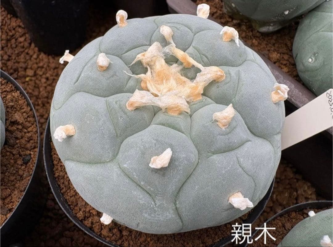 ★☆銀冠玉いろいろ② 実生☆★