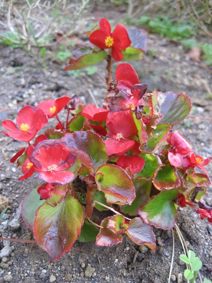 実写美⭕️良品【動作確認済】Canon　IXY　DIGITAL 70 PC1193