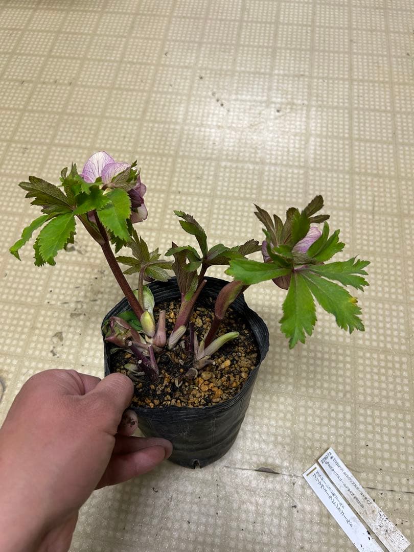 プリマヴェーラゴールド クリスマスローズ 同梱可能