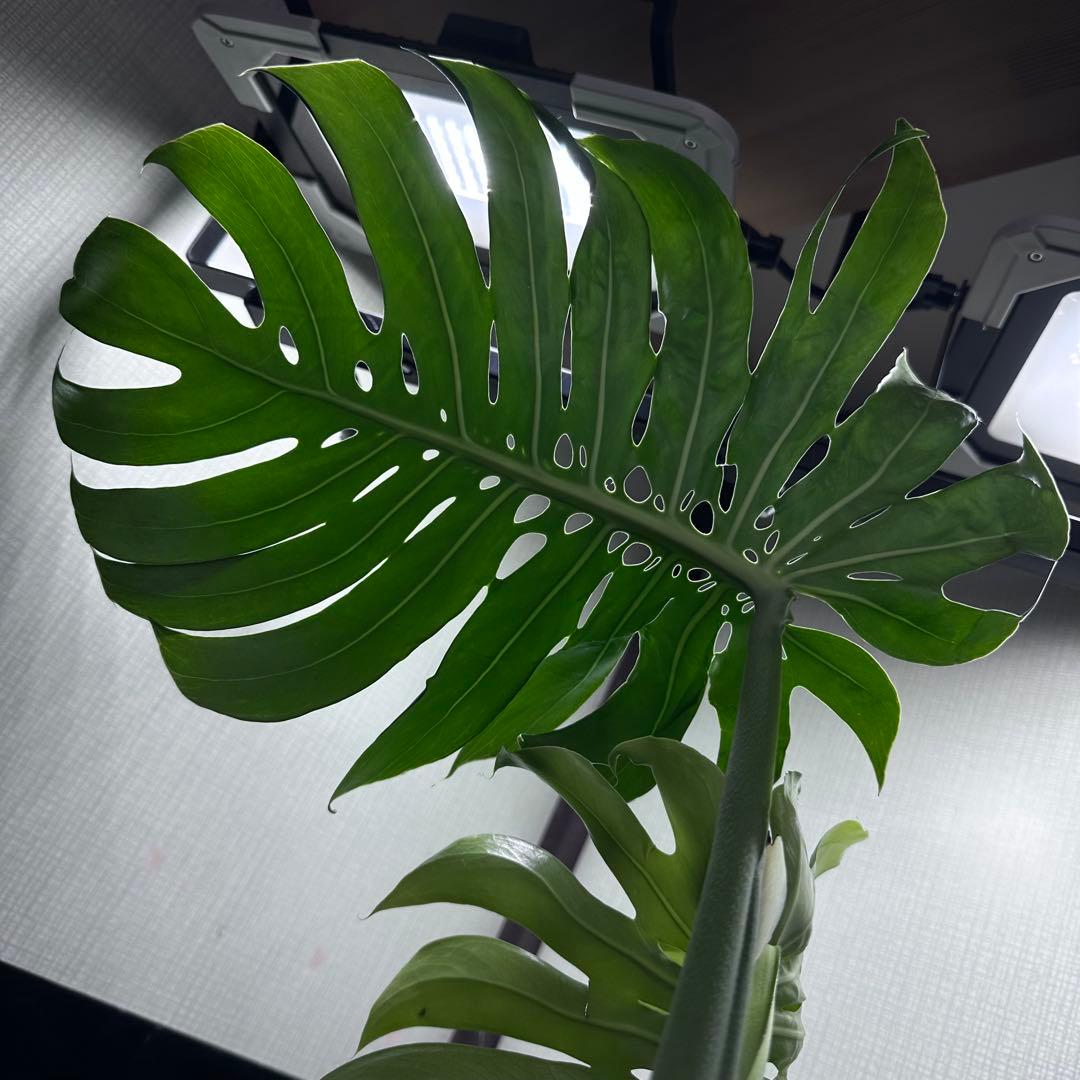 し*け様 モンステラデリシオーサマクロコズム超希少系統鉢植え67㎝