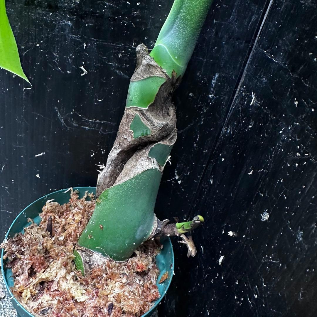 し*け様 モンステラデリシオーサマクロコズム超希少系統鉢植え67㎝