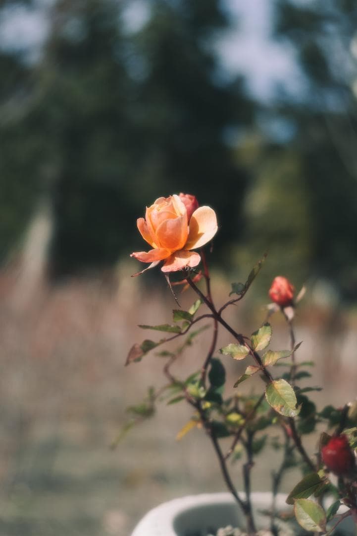 銘玉！Leica Summicron 50mm 1st Collapsible