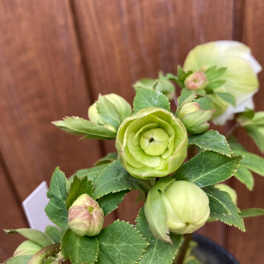 クリスマスローズ　開花株　3.5寸 　大木ナーセリー