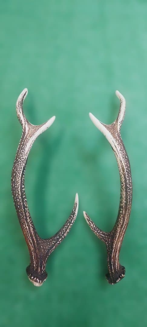大型日本鹿の天然角 約60cm 左右 2本セット