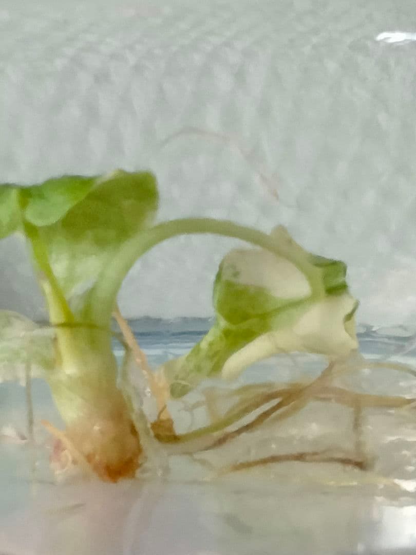 アロカシア メロ アルボ 斑入り Alocasia Melo var