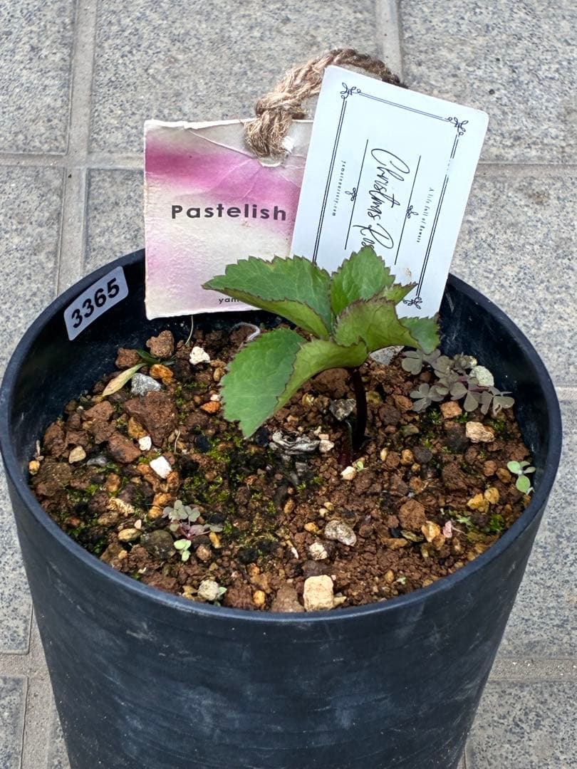 の*ん様 ☘️極上☘️限定1株☘️未株分け☘️タグ付き☘️3365⭐️パステ⭐️