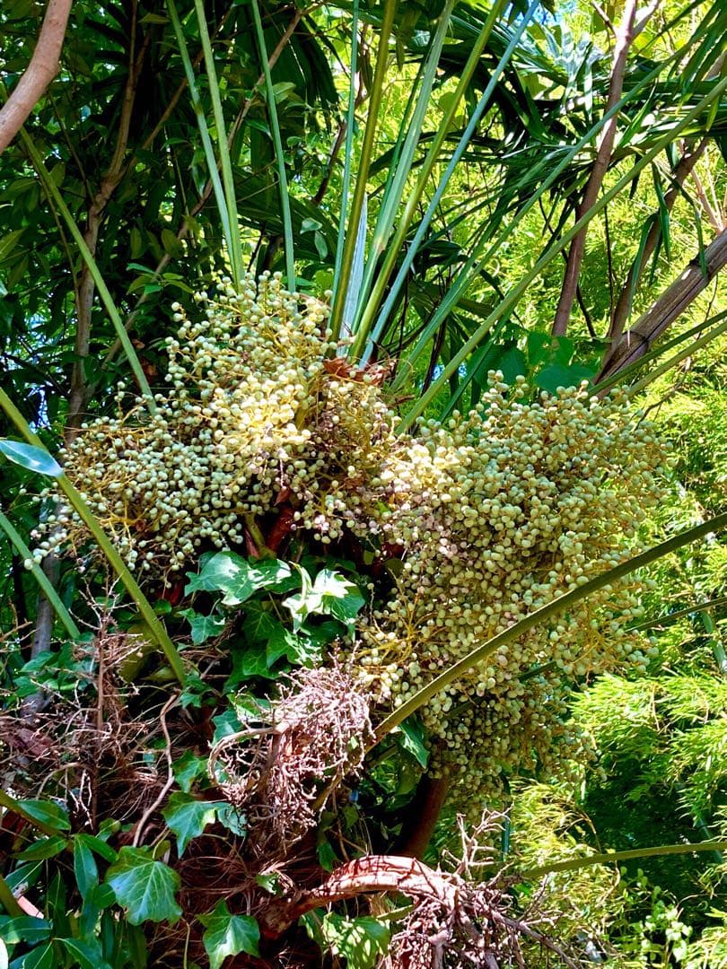 完売　　縁起木＊希少＊高級花材【棕櫚の実＊シュロの実】クリスマス花材/クリスマス