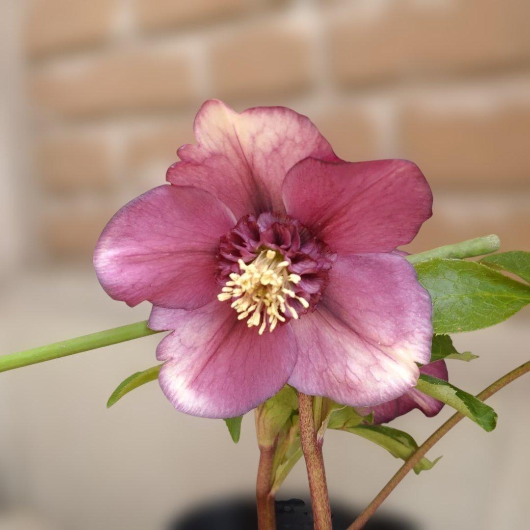 曽田園芸✨2株✨セミダブル✨オフホワイトとアンティークピンク✨クリスマスローズ✨