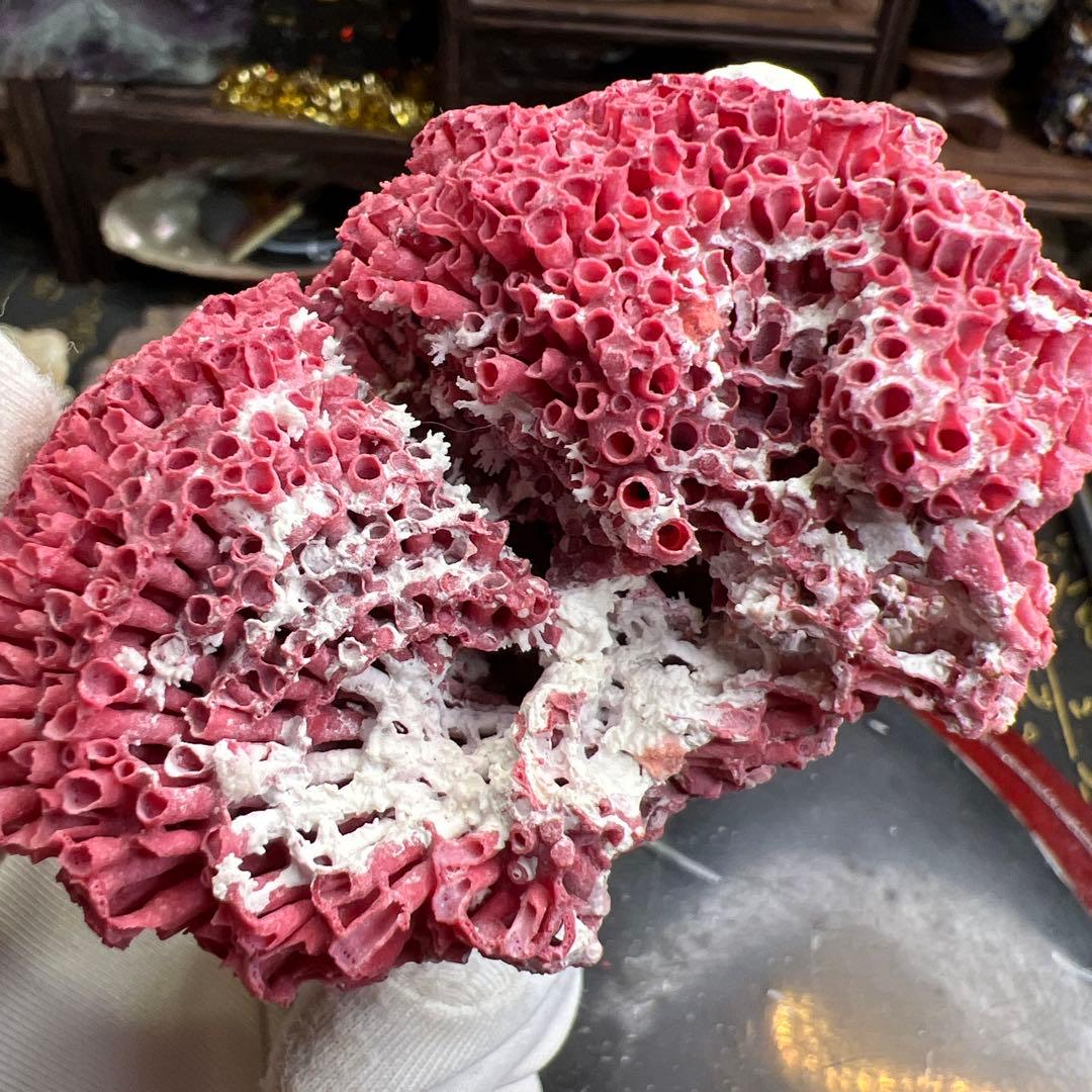 大人気 極希少 エジプト産 管状 赤珊瑚 レッド 原石 鉱物標本