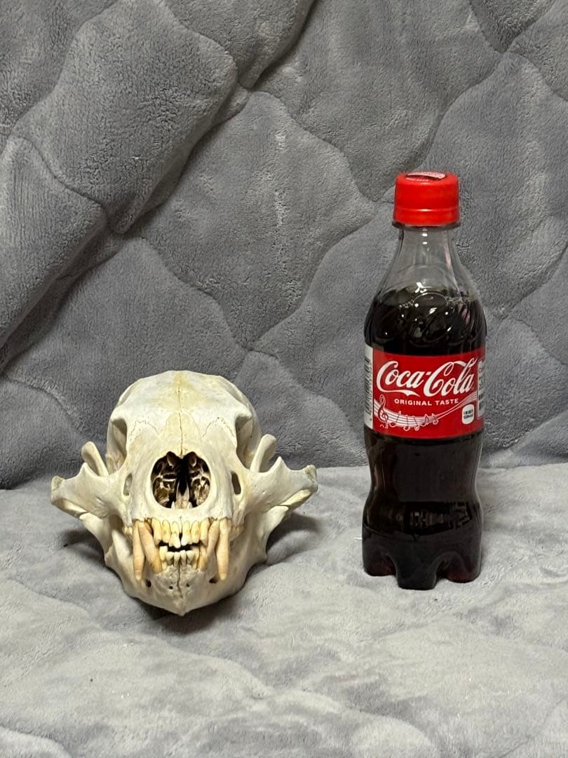 熊　ツキノワグマ　頭蓋骨　標本　魔除け