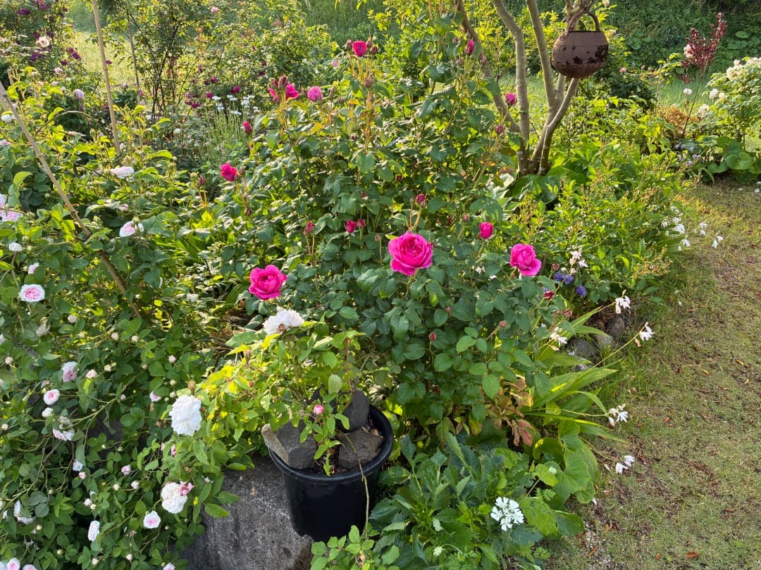 ER・ジェームズ・L. オースチン【大苗】イングリッシュローズ