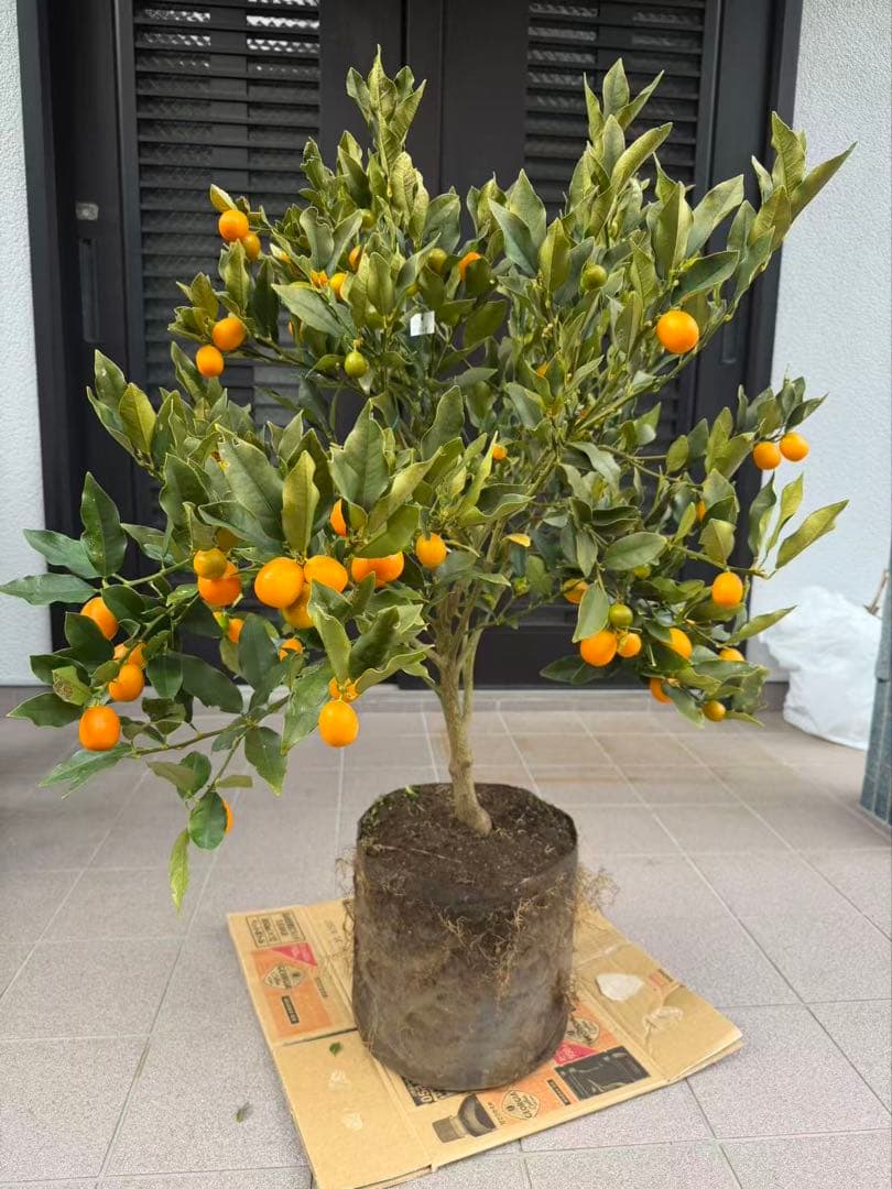 希少金柑ぷちまる 実が沢山付き 特大株 果樹