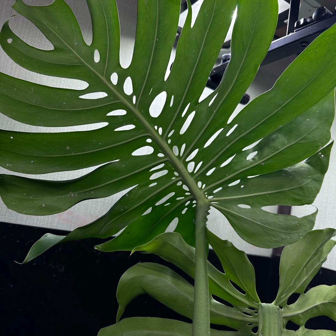 y*_様 モンステラデリシオーサマクロコズム超希少系統鉢植え80㎝