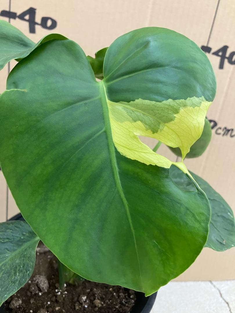 モンステラ　デリシオーサ実生株　斑入り　変異株丸葉　2鉢セット
