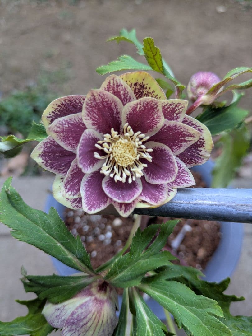 クリスマスローズ　ダブル　グリーンブロッチ　平咲き〈広瀬園芸〉