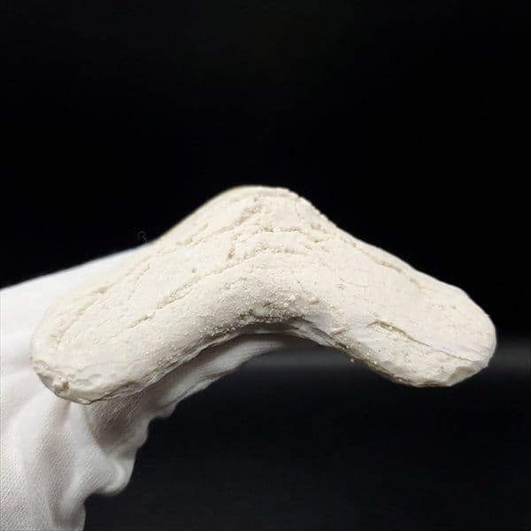 美品 メガロドン 歯 化石 レプリカ 119.96mm  mgr23