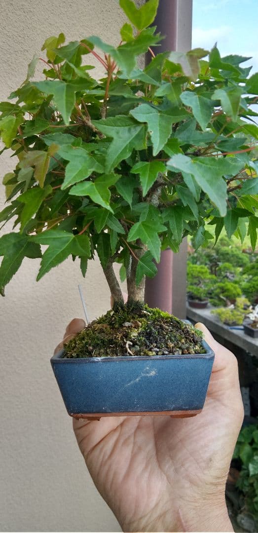 小品盆栽楓