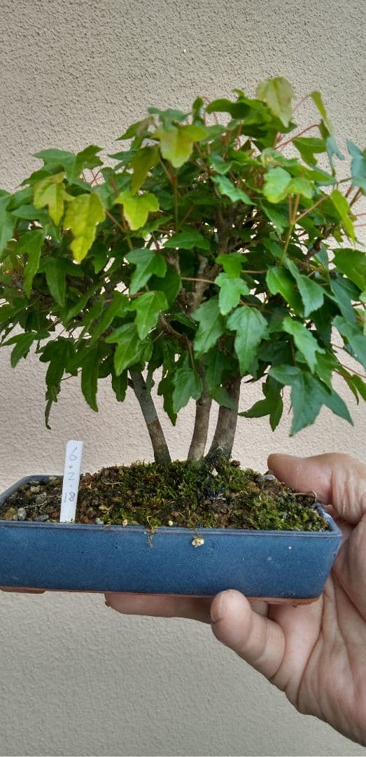小品盆栽楓