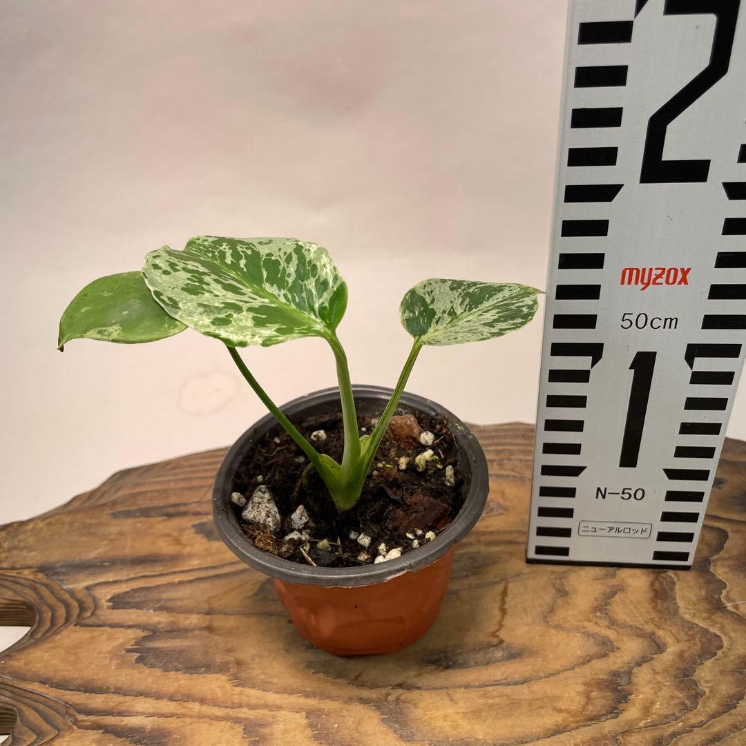 ま*め様 a 20品種保証！斑入り保証！Bulbasaurモンステラ バルバソー