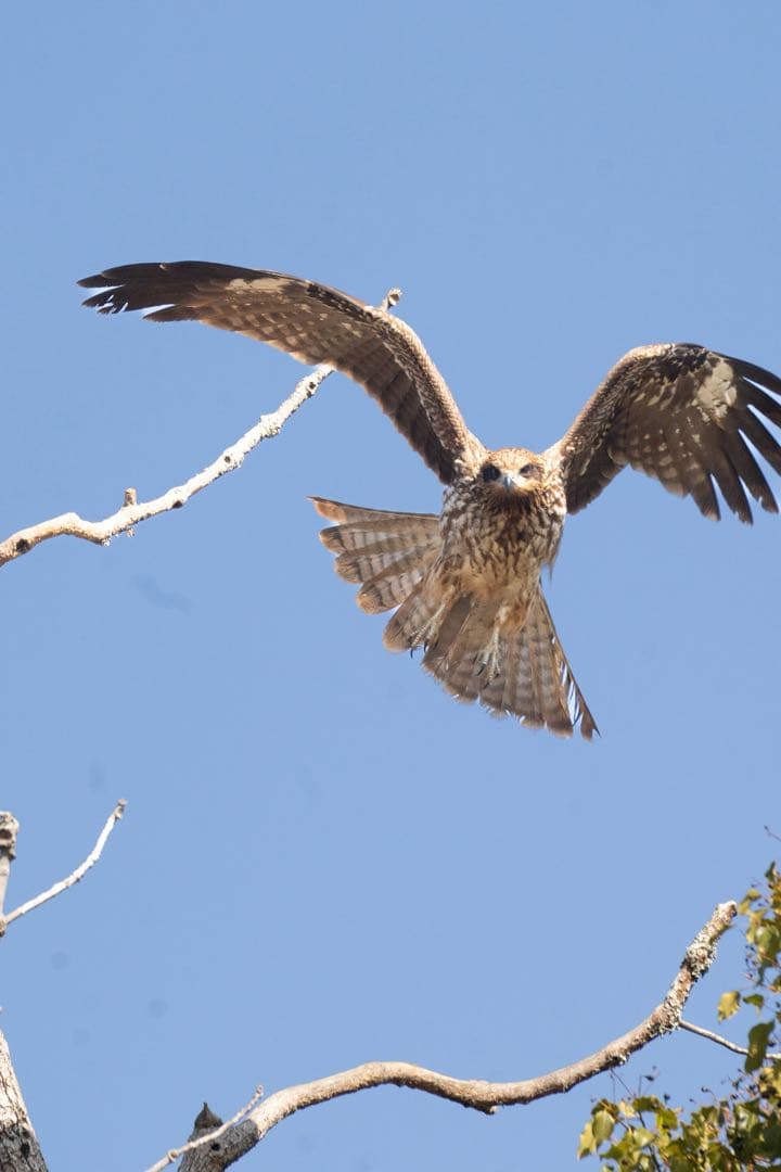 Sony α7Ⅲ ボディのみ