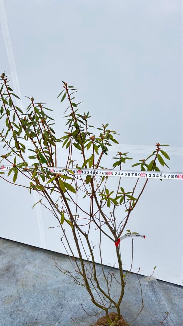 吉野ツツジ ヨシノツツジ 723 樹高1.3m位 吉野躑躅 ツツジ 半常緑低木