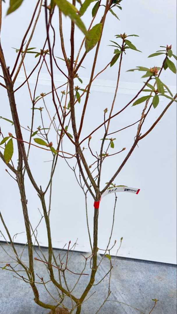 吉野ツツジ ヨシノツツジ 723 樹高1.3m位 吉野躑躅 ツツジ 半常緑低木