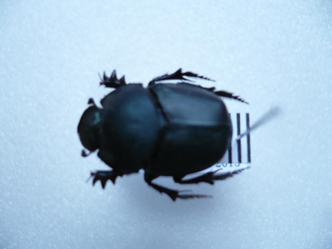 タンザニアのフンチュウ　Proagoderus gibbiramus　ペア
