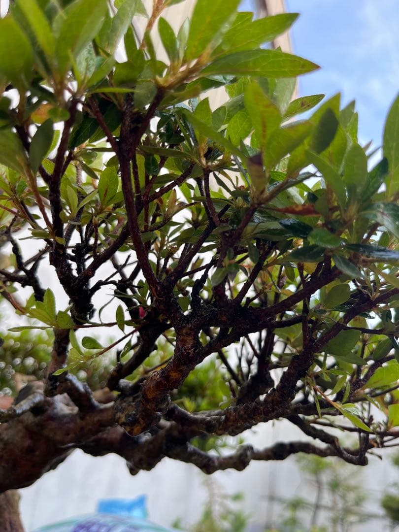 皐月 大盃(おおさかずき) 盆栽 素材 / 超極太幹