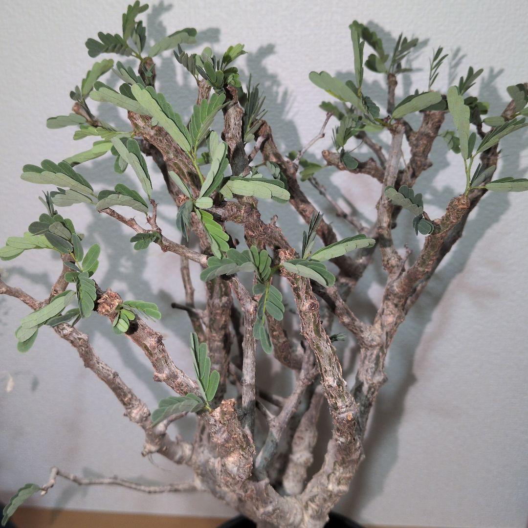 センナ　メリディオナリス　大株 （鉢付き)