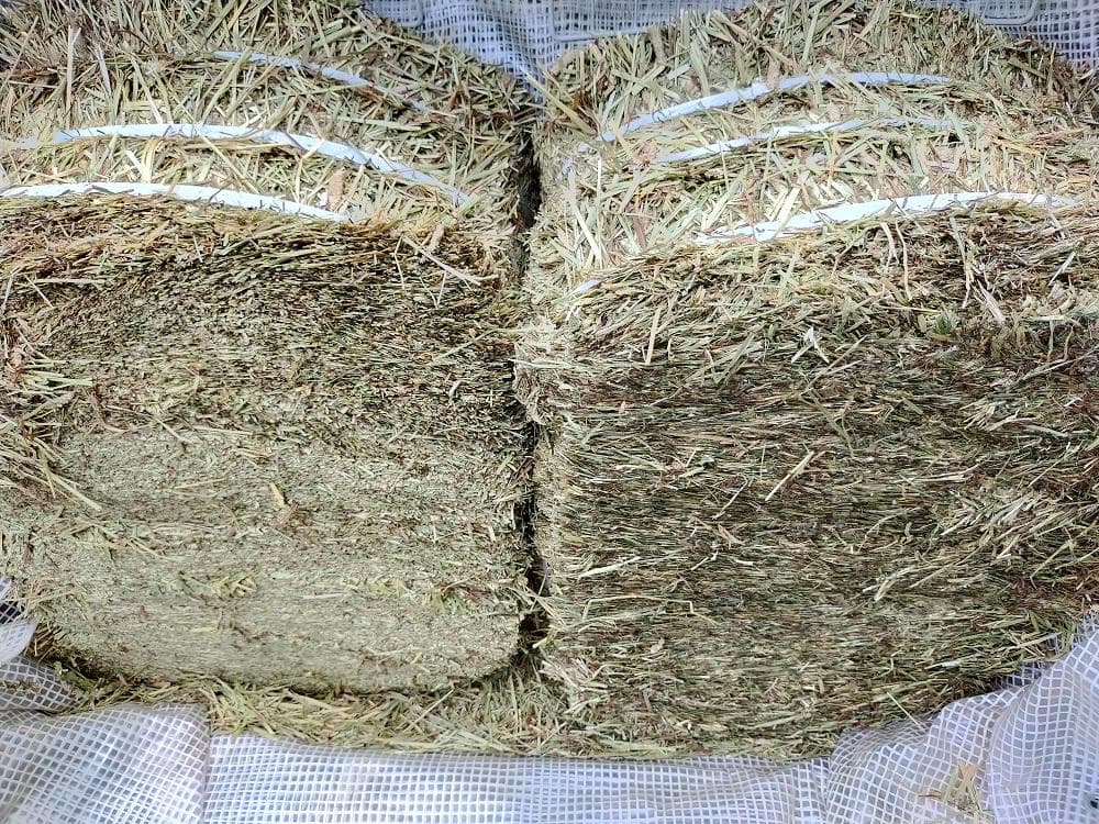 【4/13まで】 カナダ産 チモシー 50kg スーパープレミアム １番刈り