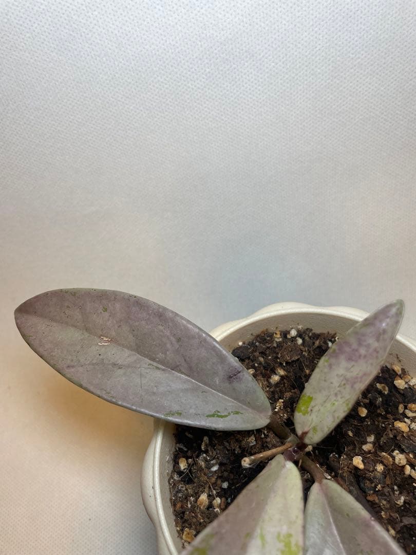 セール　全斑入り　珍種ホヤ　プビカリクス ピンクシルバーゴースト　サクララン