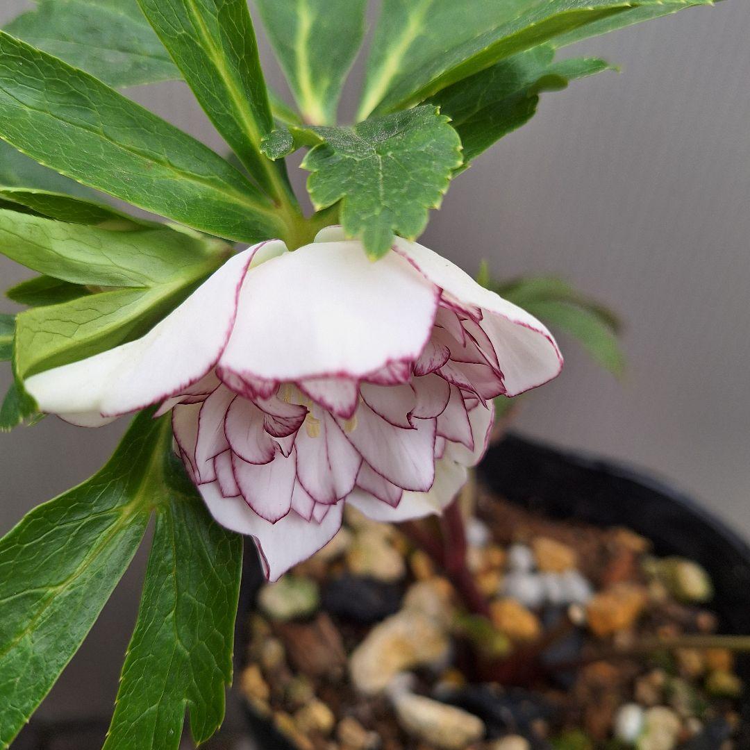 まや 26-4 クリスマスローズ 3ポットセット