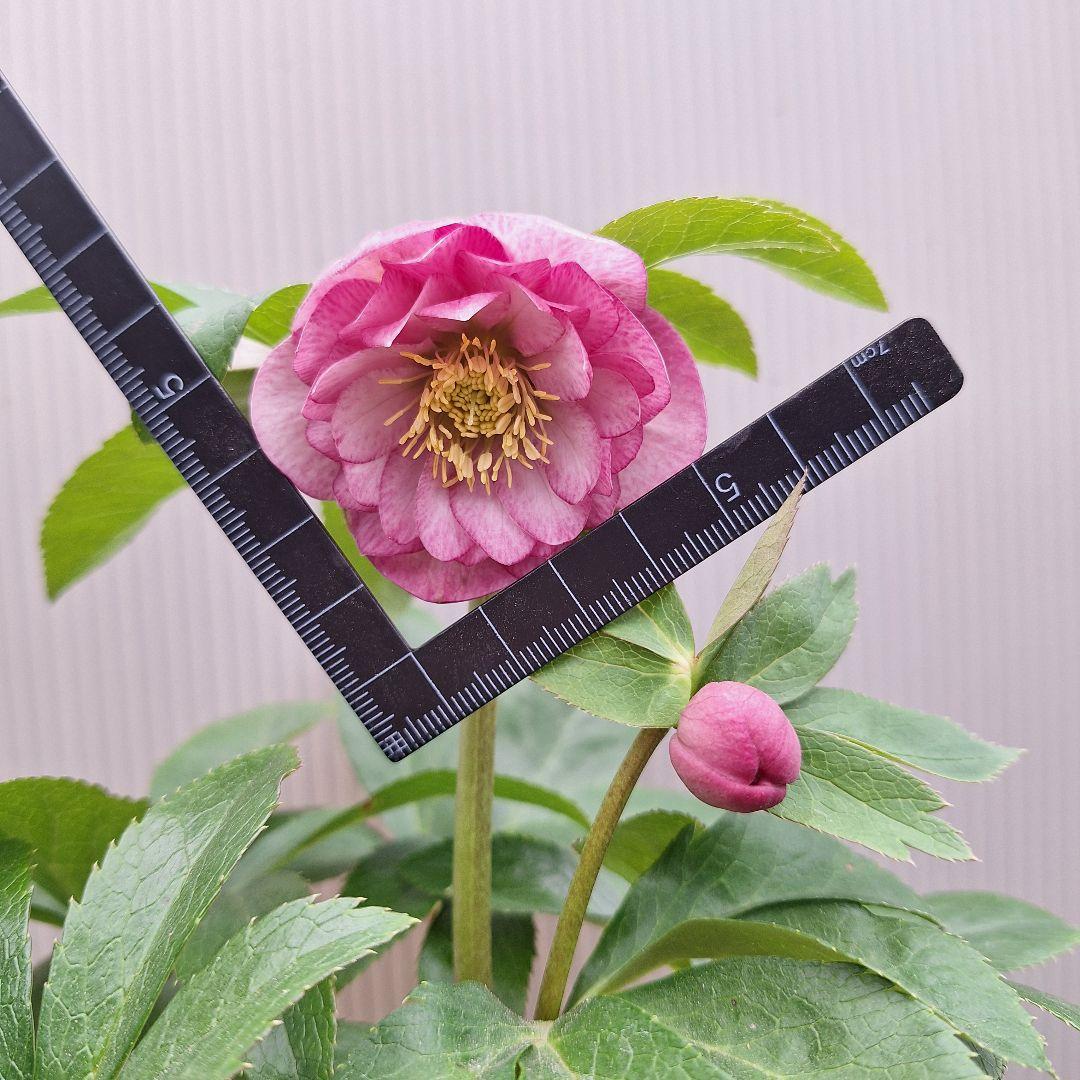 まや 26-4 クリスマスローズ 3ポットセット