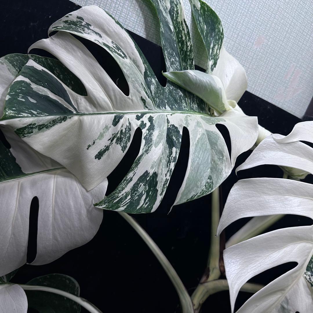 d*0様 斑入りモンステラ ホワイトタイガー極美大株69cm白斑多