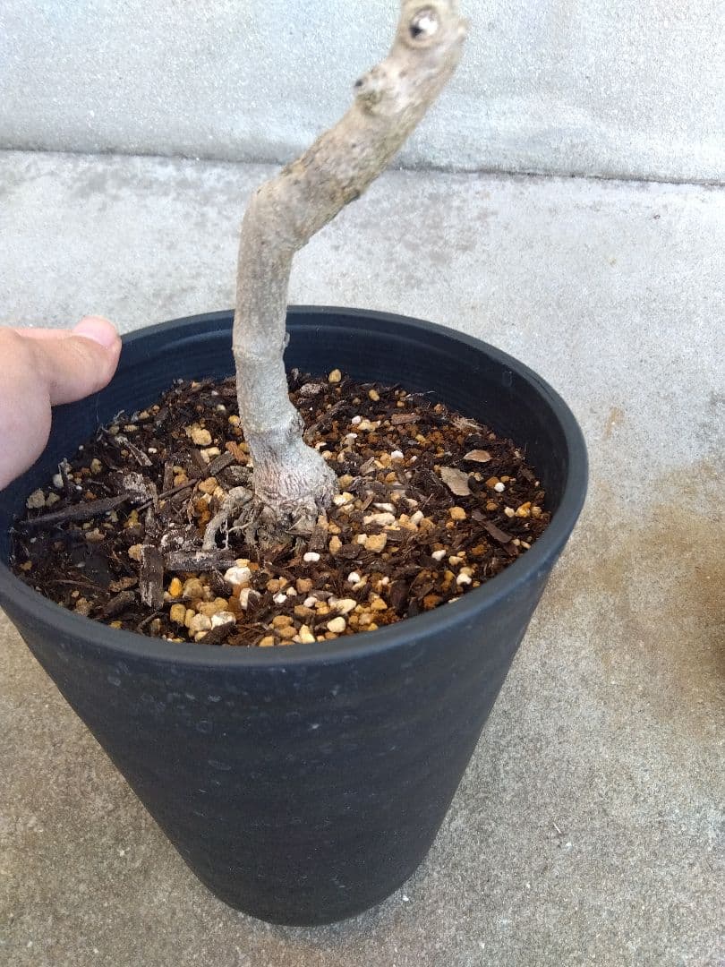 オリーブ　盆栽　6号鉢つき　3鉢セット❗　⑧